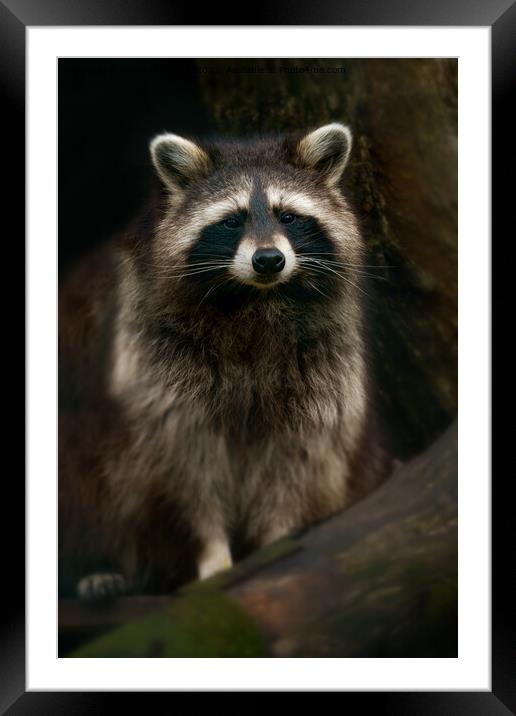 Raccoon Portrait Framed Mounted Print by rawshutterbug 