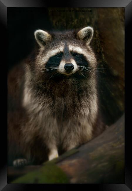 Raccoon Portrait Framed Print by rawshutterbug 