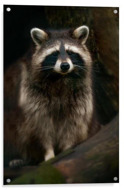 Raccoon Portrait Acrylic by rawshutterbug 