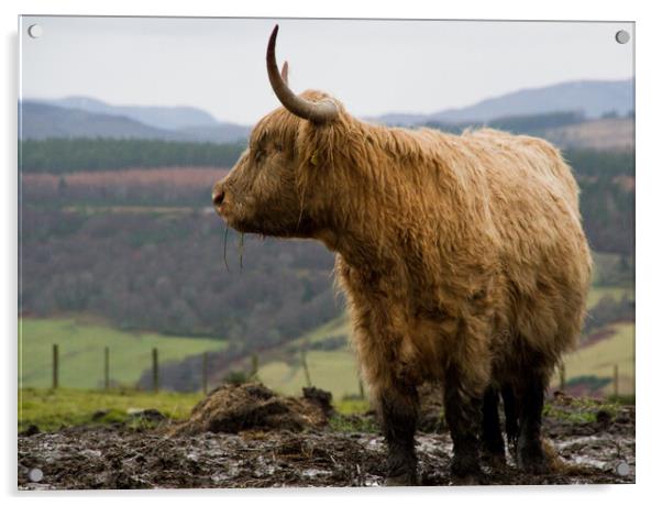 Highland cow in the Scottish hills Acrylic by Jacqi Elmslie