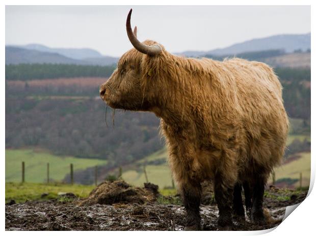 Highland cow in the Scottish hills Print by Jacqi Elmslie