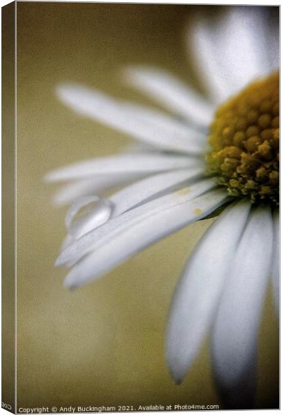 Droplet on a Daisy Canvas Print by Andy Buckingham