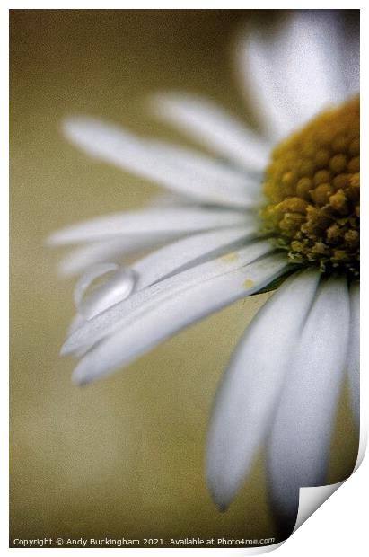 Droplet on a Daisy Print by Andy Buckingham