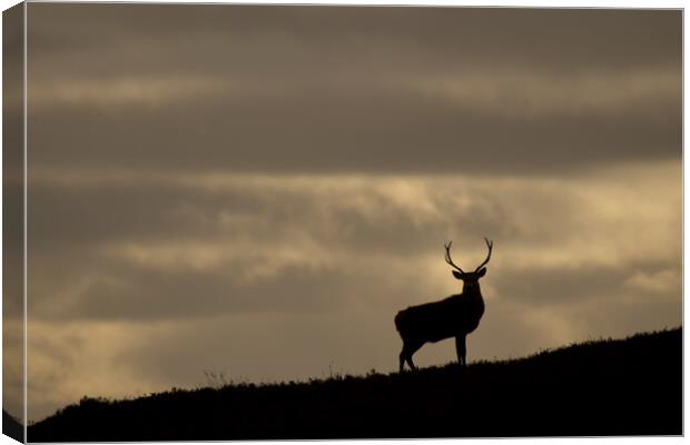 Stag Silhouette  Canvas Print by Macrae Images