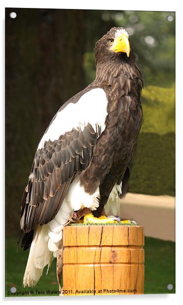 A Steller's Sea Eagle (Halliaeetus pelagicus) Acrylic by Terri Waters