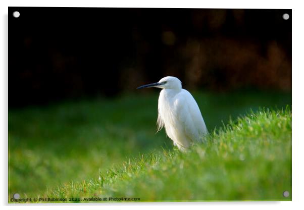 Little Egret 3 Acrylic by Phil Robinson