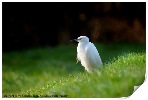 Little Egret 3 Print by Phil Robinson