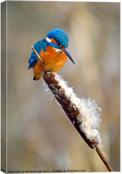 Kingfisher 2 Canvas Print by Phil Robinson