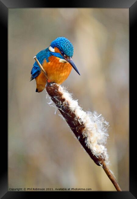 Kingfisher 2 Framed Print by Phil Robinson