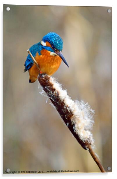 Kingfisher 2 Acrylic by Phil Robinson