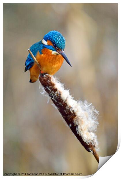 Kingfisher 2 Print by Phil Robinson
