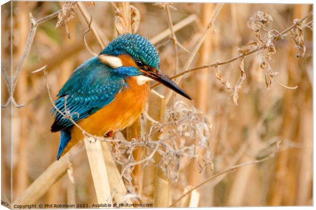 Kingfisher 3 Canvas Print by Phil Robinson