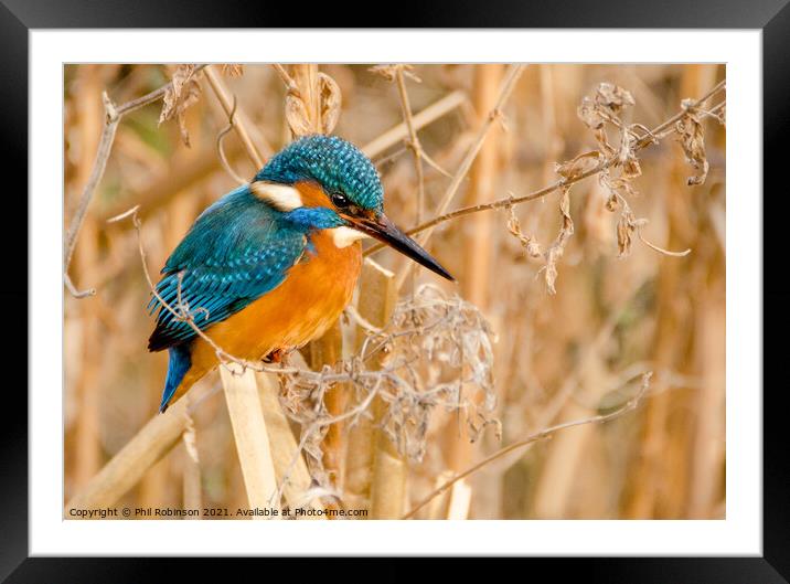 Kingfisher 3 Framed Mounted Print by Phil Robinson