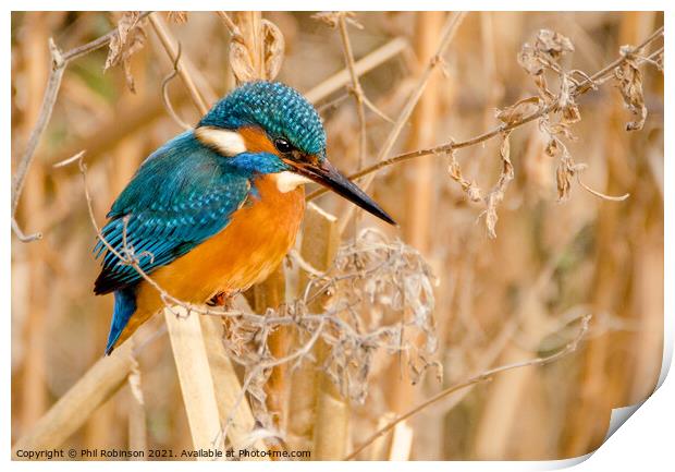 Kingfisher 3 Print by Phil Robinson