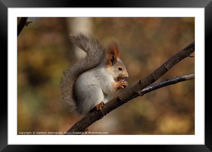 Squirrel on a branch Framed Mounted Print by Vladimir Sidoropolev