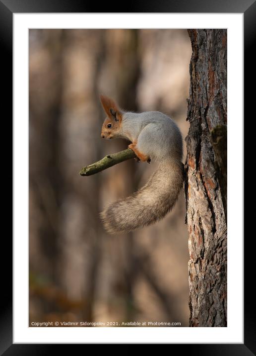 Squirrel on branch Framed Mounted Print by Vladimir Sidoropolev
