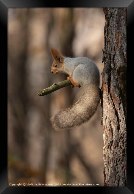 Squirrel on branch Framed Print by Vladimir Sidoropolev