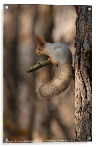 Squirrel on branch Acrylic by Vladimir Sidoropolev