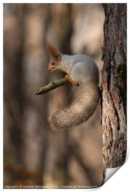 Squirrel on branch Print by Vladimir Sidoropolev