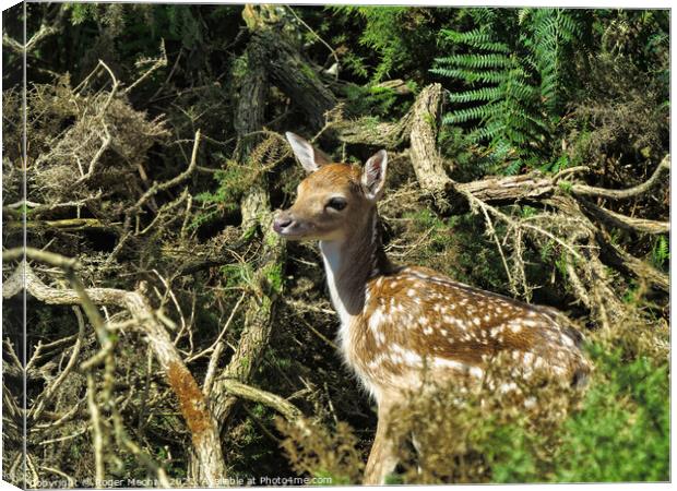 Young fawn hiding in a thicket Canvas Print by Roger Mechan