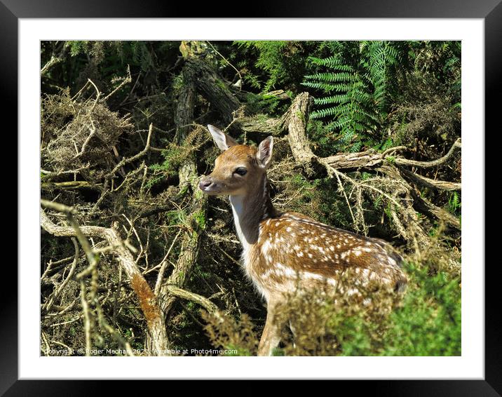 Young fawn hiding in a thicket Framed Mounted Print by Roger Mechan