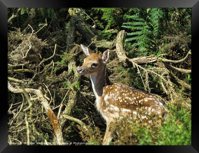 Young fawn hiding in a thicket Framed Print by Roger Mechan