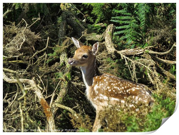 Young fawn hiding in a thicket Print by Roger Mechan