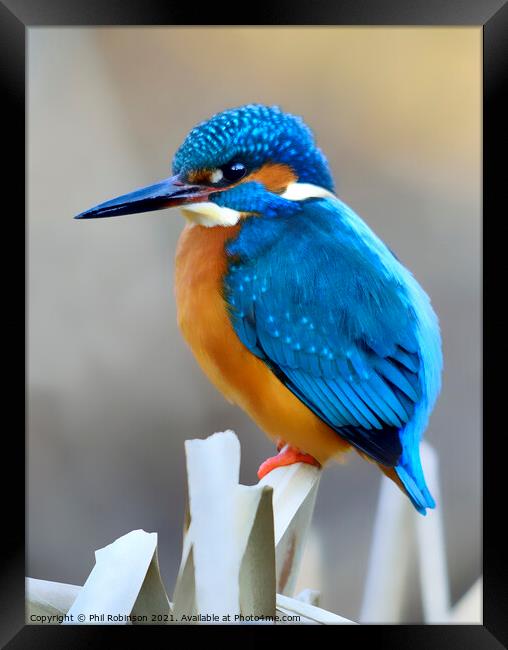 Kingfisher 4 Framed Print by Phil Robinson