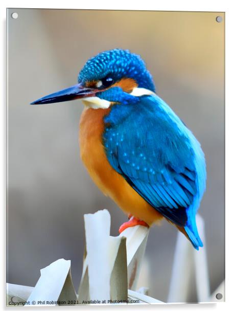 Kingfisher 4 Acrylic by Phil Robinson