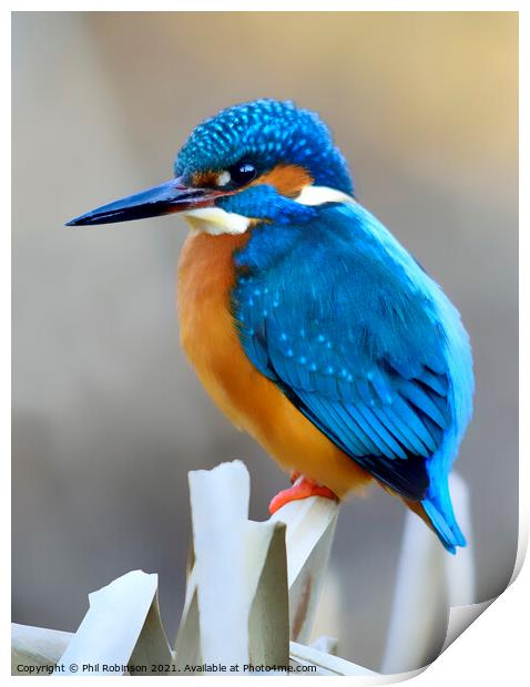 Kingfisher 4 Print by Phil Robinson