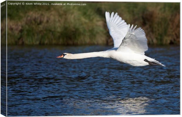Low flying swan Canvas Print by Kevin White