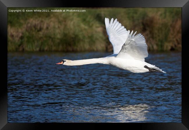 Low flying swan Framed Print by Kevin White
