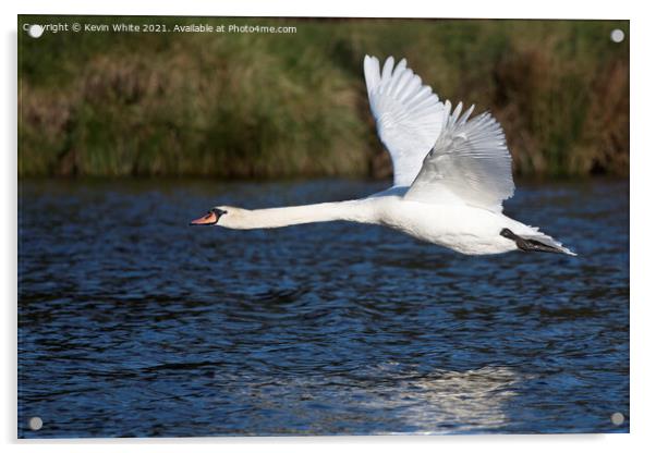 Low flying swan Acrylic by Kevin White