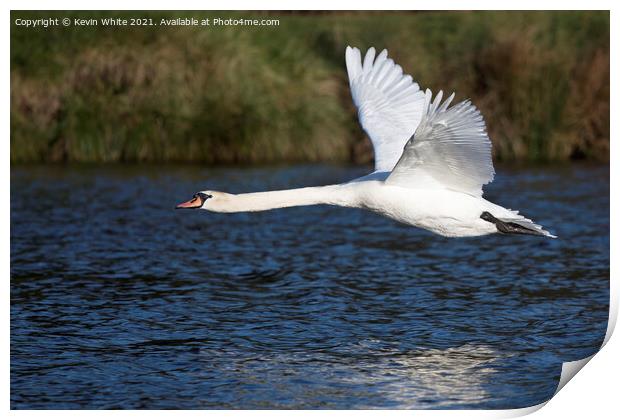 Low flying swan Print by Kevin White