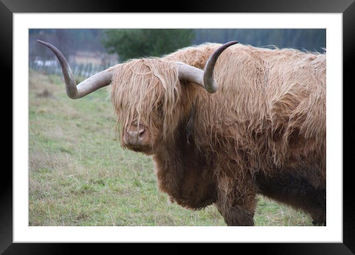 Shaggy Highland Cow Scotland Framed Mounted Print by Jacqi Elmslie