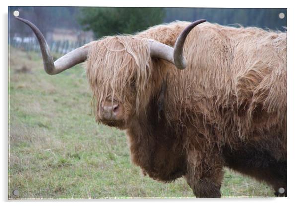 Shaggy Highland Cow Scotland Acrylic by Jacqi Elmslie
