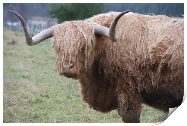 Shaggy Highland Cow Scotland Print by Jacqi Elmslie