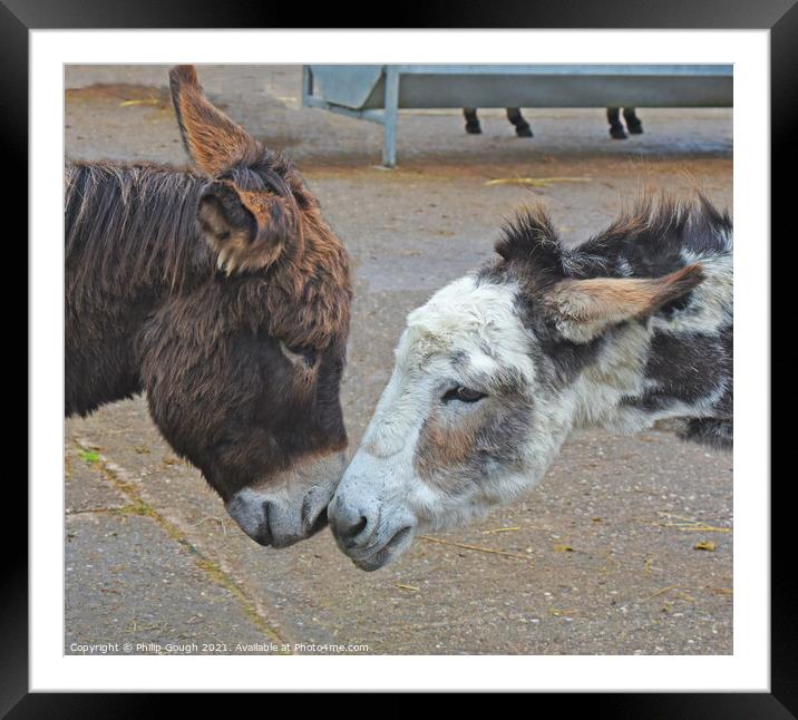DONKEY LOVE Framed Mounted Print by Philip Gough