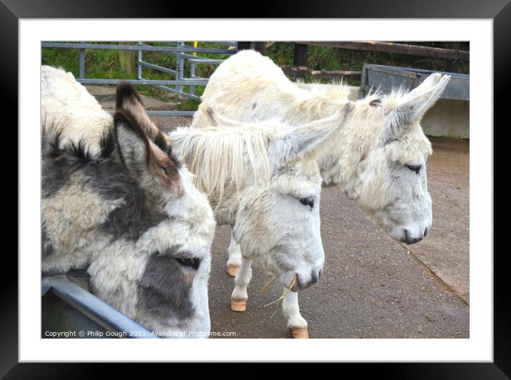 DONKEY TRIO Framed Mounted Print by Philip Gough