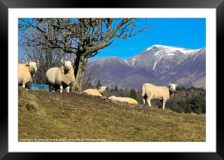inquisitive sheep in the lake district 626  Framed Mounted Print by PHILIP CHALK