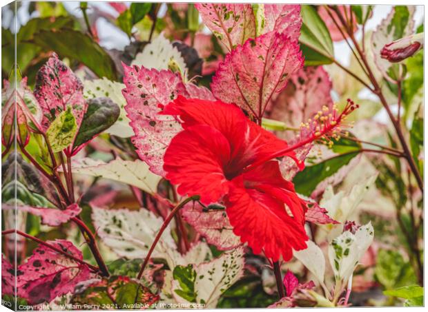 Red Tropical Hibiscus Flower White Red Leaves  Canvas Print by William Perry