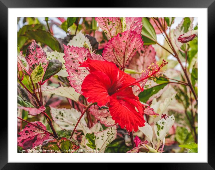 Red Tropical Hibiscus Flower White Red Leaves  Framed Mounted Print by William Perry
