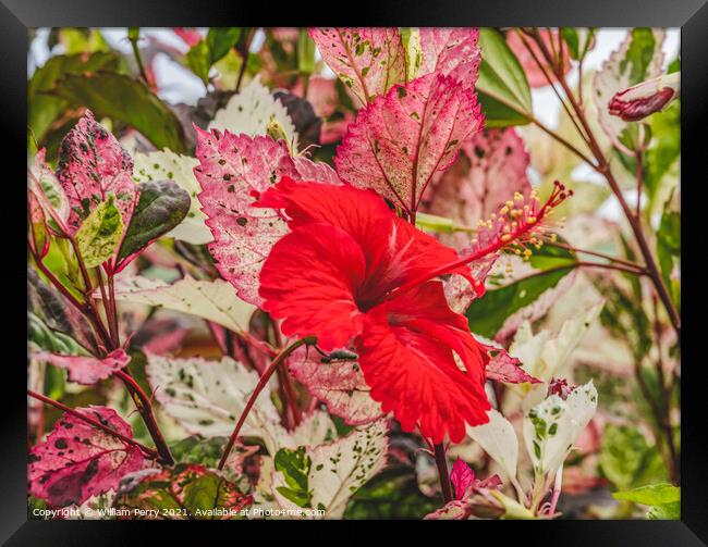 Red Tropical Hibiscus Flower White Red Leaves  Framed Print by William Perry