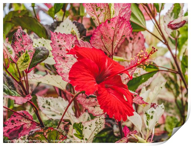 Red Tropical Hibiscus Flower White Red Leaves  Print by William Perry