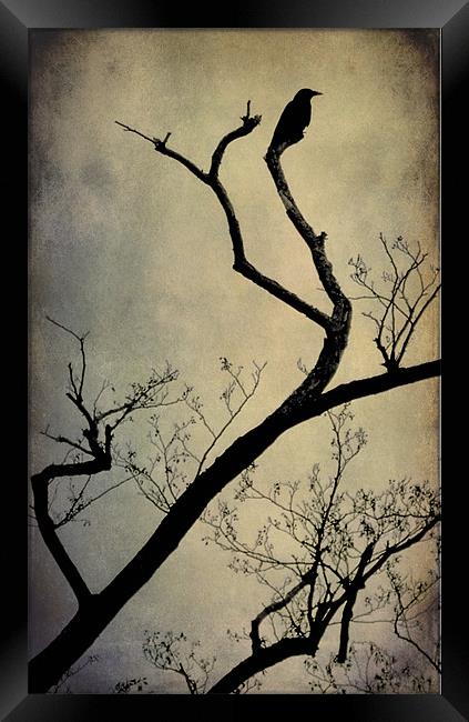 the crow Framed Print by Heather Newton