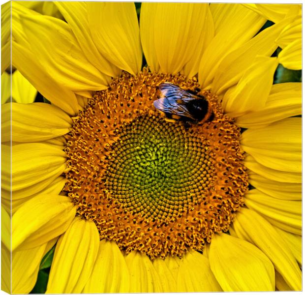Busy Bumble Bee Canvas Print by Joyce Storey