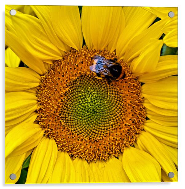 Busy Bumble Bee Acrylic by Joyce Storey
