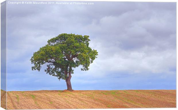 The Lone Tree Canvas Print by Keith Mountford