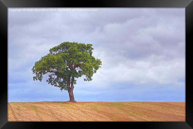 The Lone Tree Framed Print by Keith Mountford