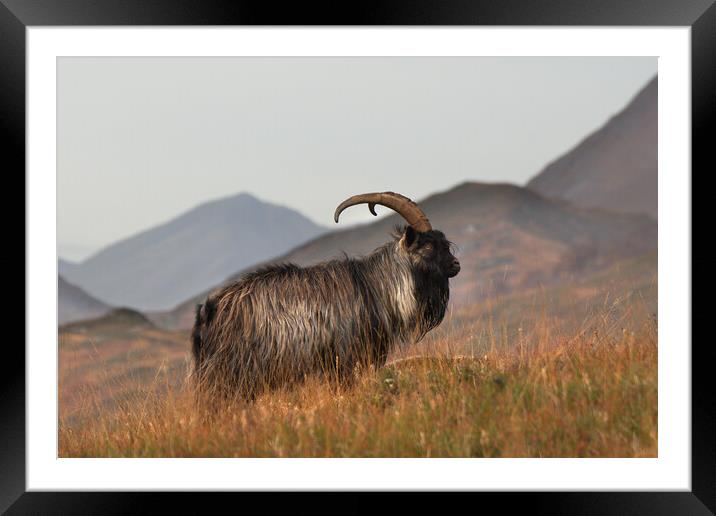 Feral Goat Framed Mounted Print by Macrae Images